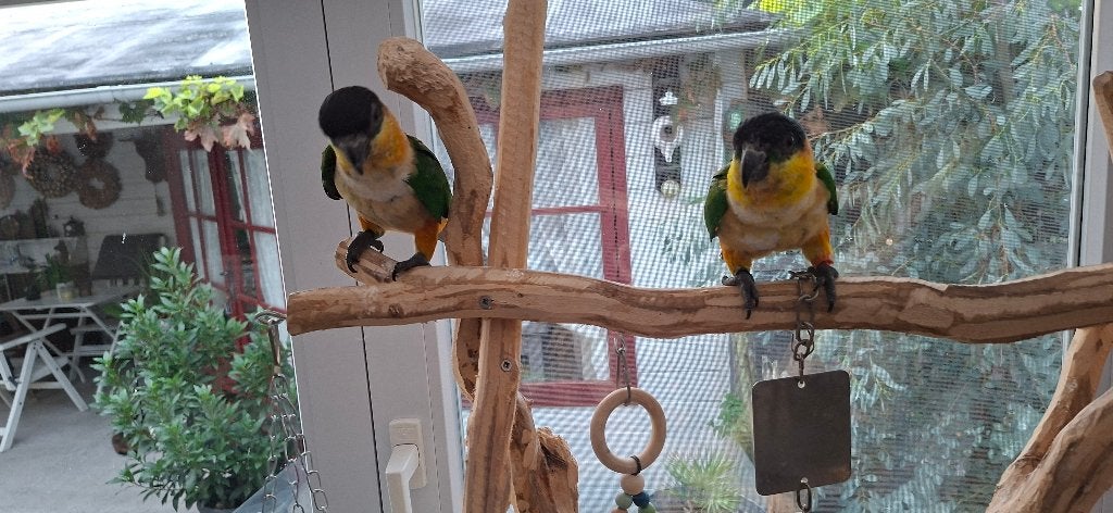 Zwartkop Caique, Mannelijk, Dwergpapegaai of Agapornis, Tam