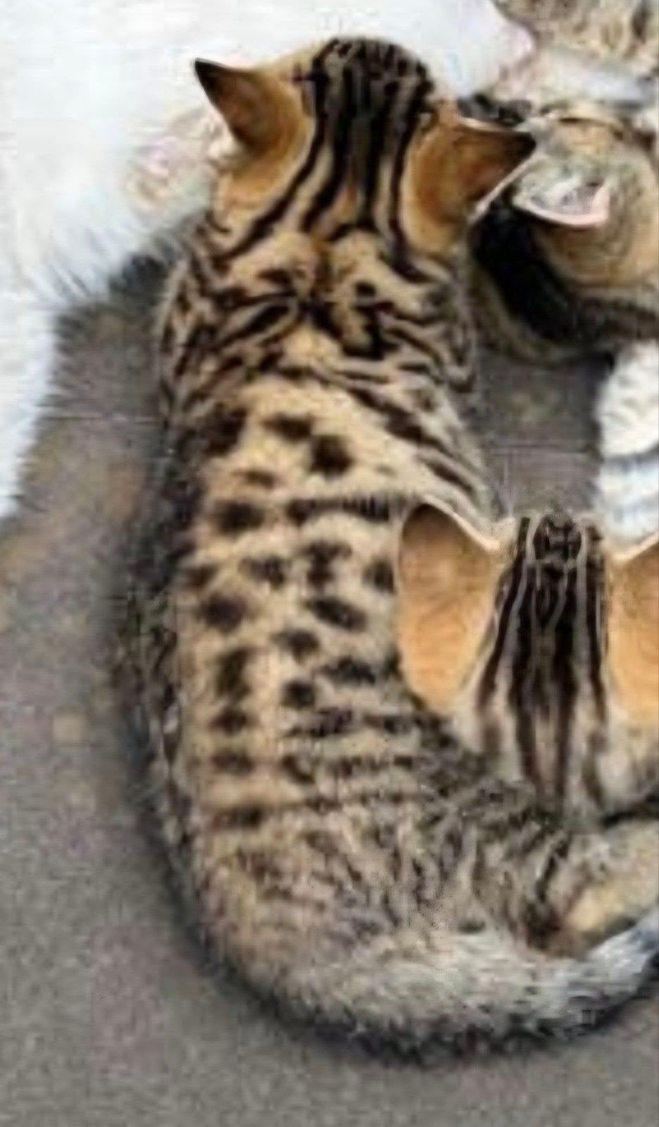 bengaal x Britse langhaar, Dieren en Toebehoren, Kater, 0 tot 2 jaar