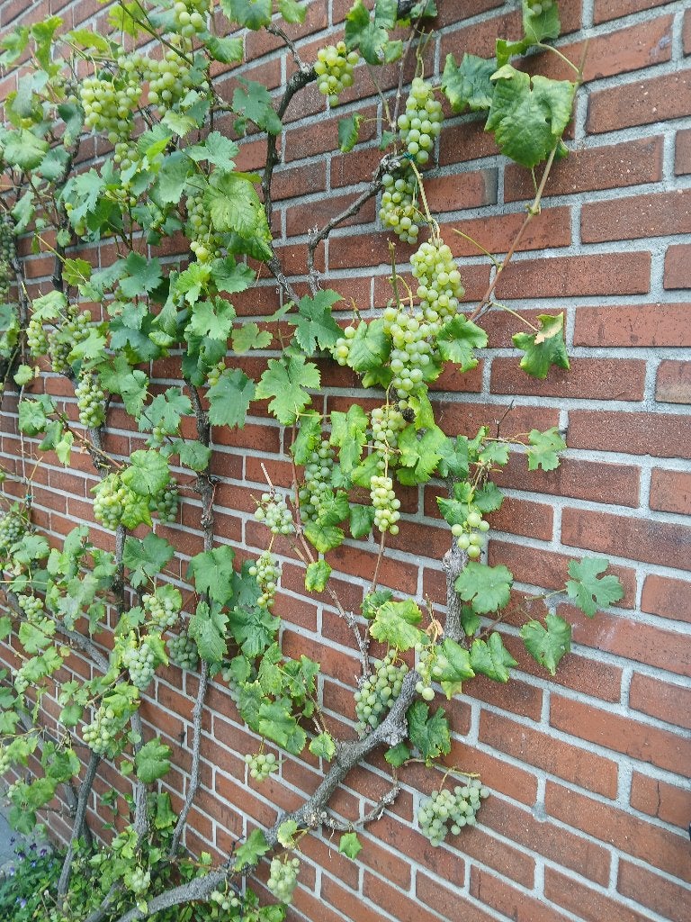Fruit bomen, Ophalen, Vaste plant, Overige soorten, Volle zon