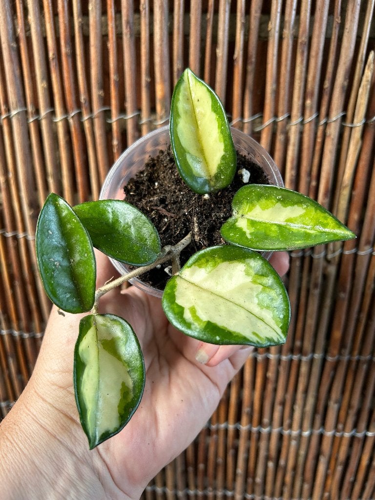 Hoya Carnosa Krimson Princess🪴, Huis en Inrichting, Kamerplanten, In pot, Minder dan 100 cm, Bloeiende kamerplant, Halfschaduw