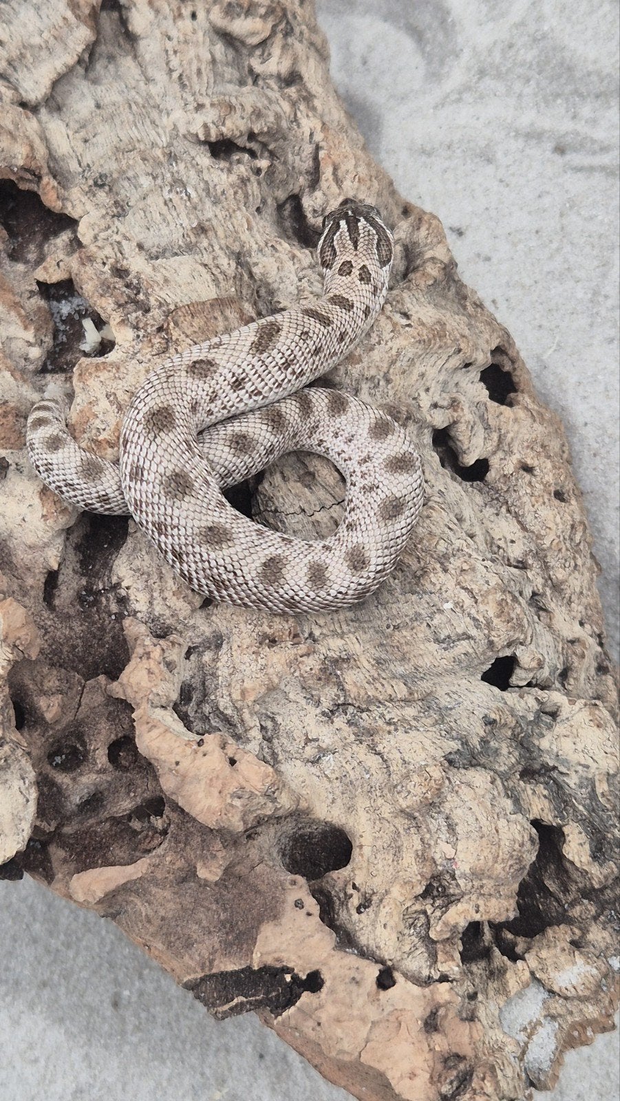 Haakneusslang het maitai Hognose Snake photo 4