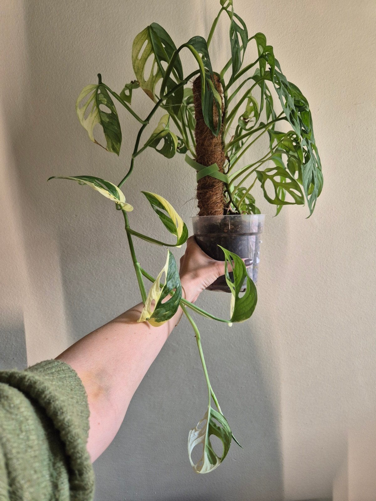 Monstera Adansonii Albo Variegata - Zeldzame Kamerplant, Huis en Inrichting, Kamerplanten, Ophalen of Verzenden