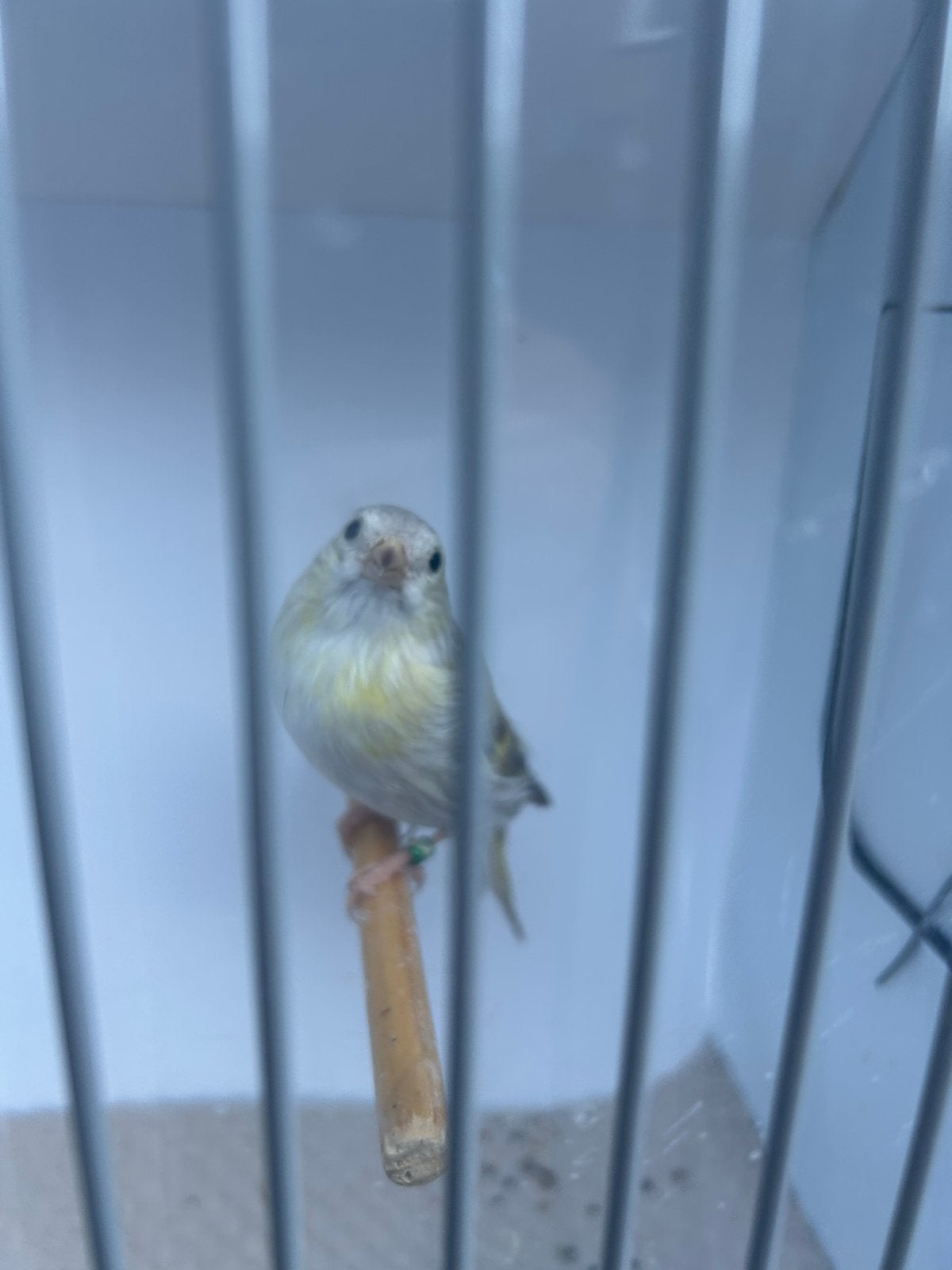 Sijzen, Mannelijk, Wildzangvogel