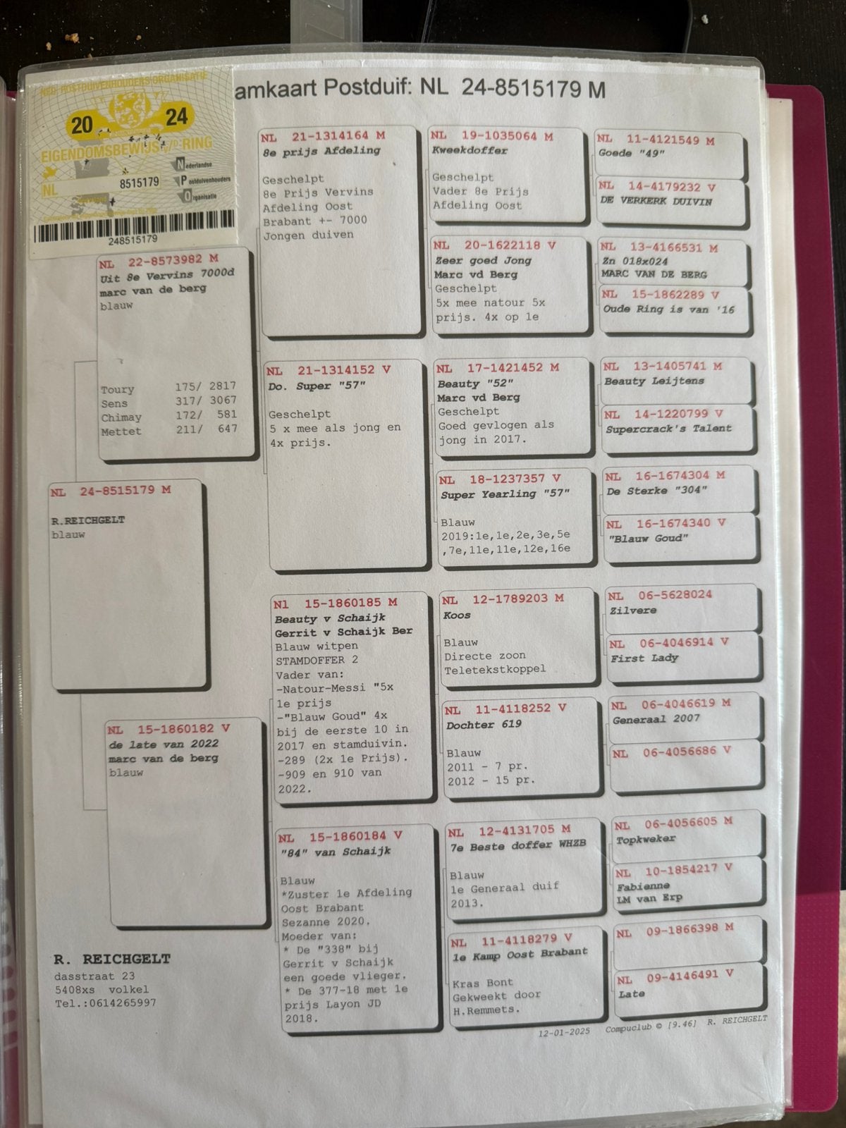 Postduiven, Mannelijk, Postduif