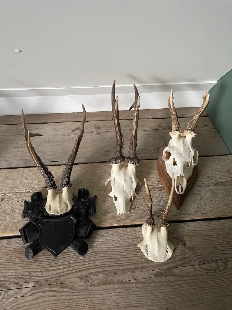 Hertenkopjes, Verzamelen, Dierenverzamelingen, Ophalen, Zo goed als nieuw, Hert, Gewei of Kop