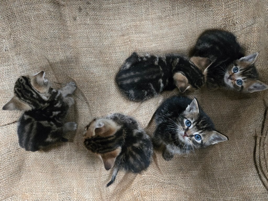 jonge poesjes  kittens, Dieren en Toebehoren, Geslacht onbekend, Kortharig, 0 tot 2 jaar