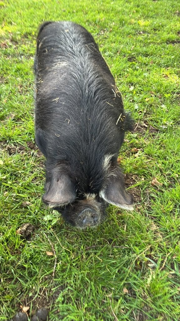 Kune kune varken zeug en borg te koop, Meerdere dieren, Varken, 3 tot 5 jaar