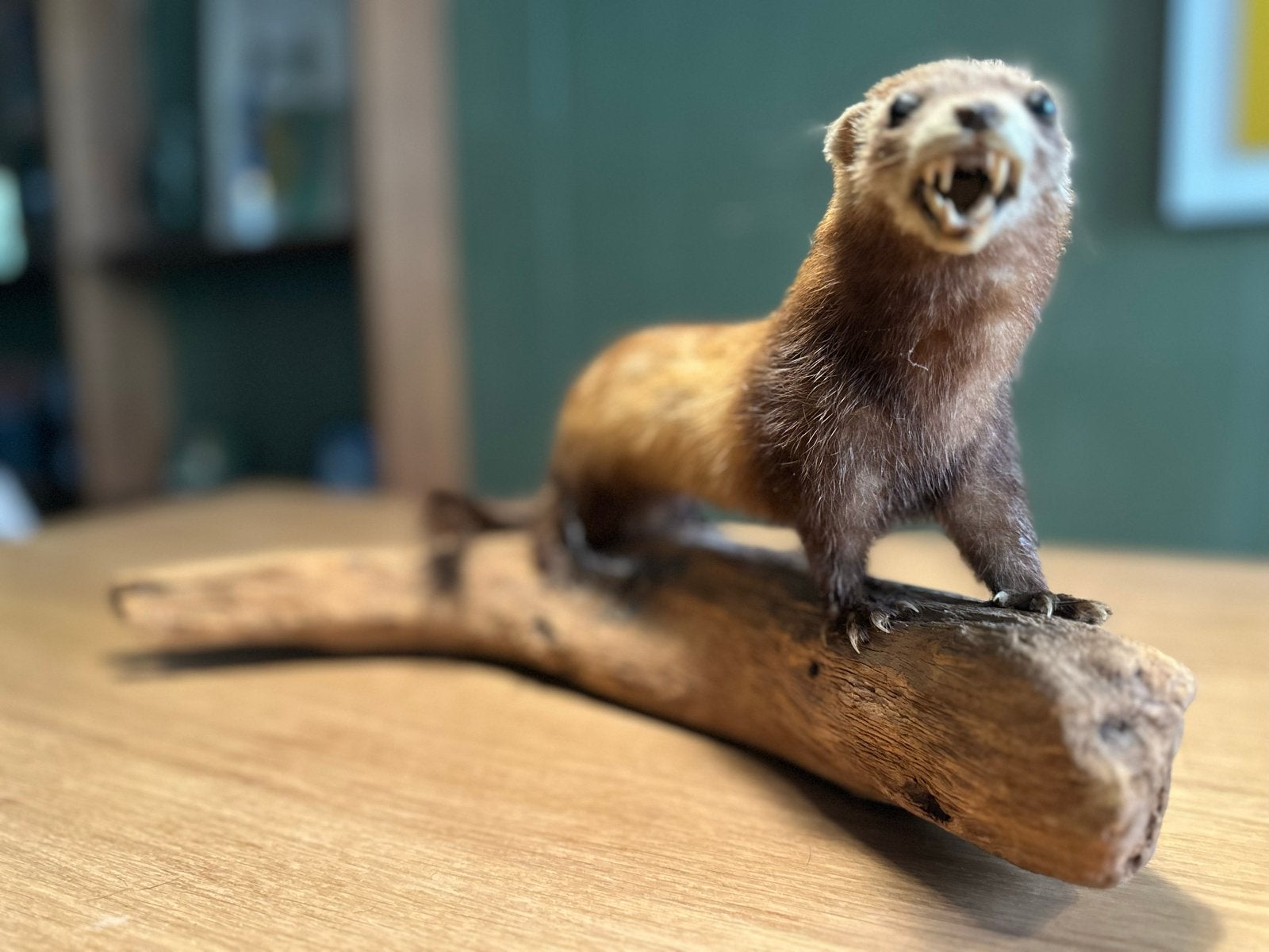 Opgezette fret - Uniek decoratiestuk, Ophalen of Verzenden, Zo goed als nieuw, Wild dier, Opgezet dier