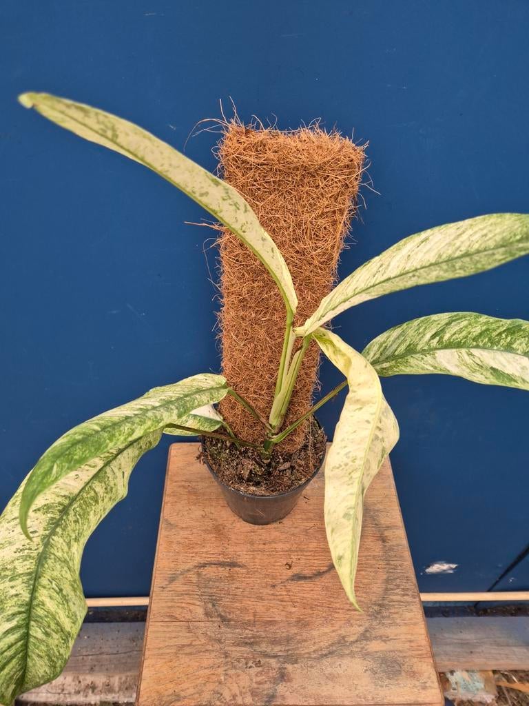 Rhaphidophora Gorilan Variegata p14 (3), Ophalen of Verzenden, Halfschaduw, Minder dan 100 cm