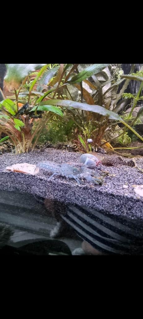 Cambarellus diminutus Dwergkreeft, Dieren en Toebehoren, Vissen | Aquariumvissen, Vis