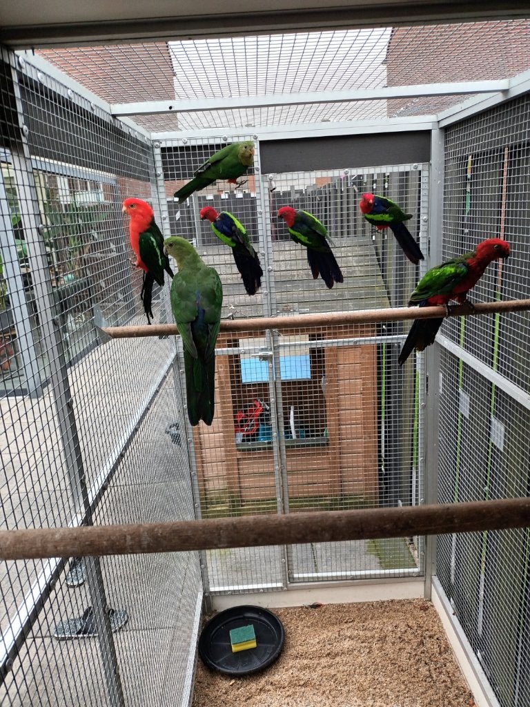 konings parkieten broedkoppel met 1 jongen prijs 300 euro, Dieren en Toebehoren, Meerdere dieren, Parkiet, Geringd