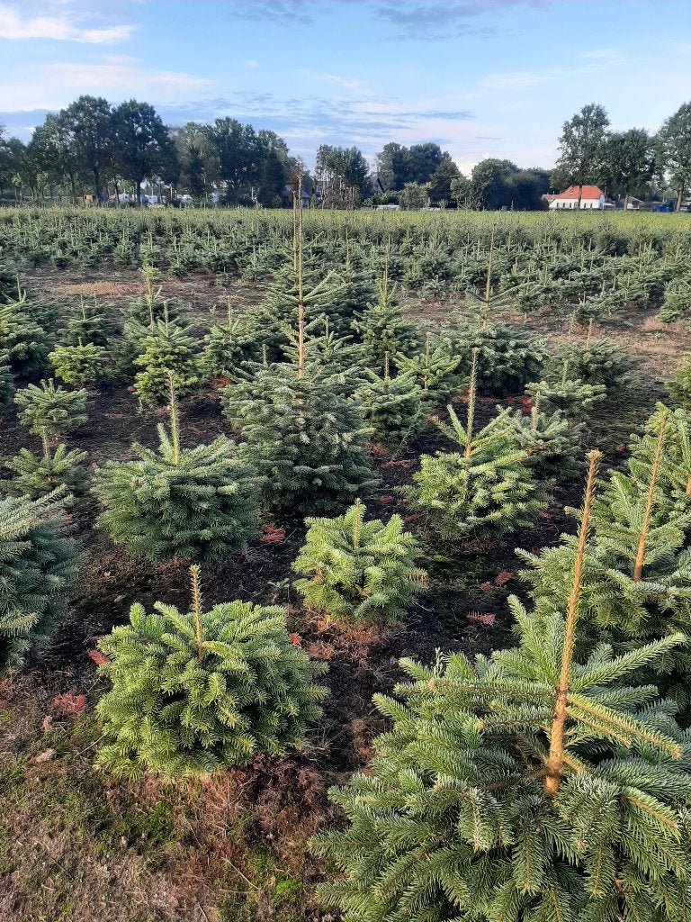Kerstbomen te koop, Overige soorten, Minder dan 100 cm, Zomer, Ophalen