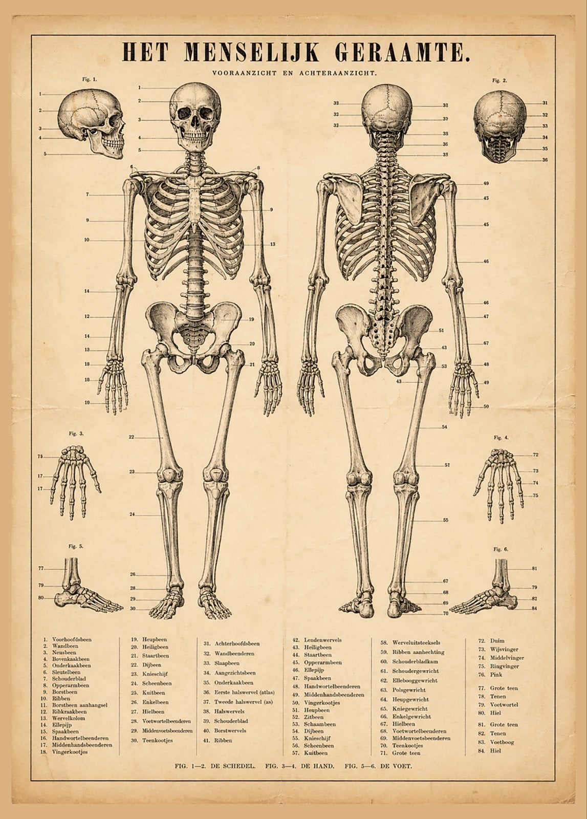 Vintage Anatomie Poster: Het Menselijk Geraamte, Verzamelen, Posters, Ophalen of Verzenden