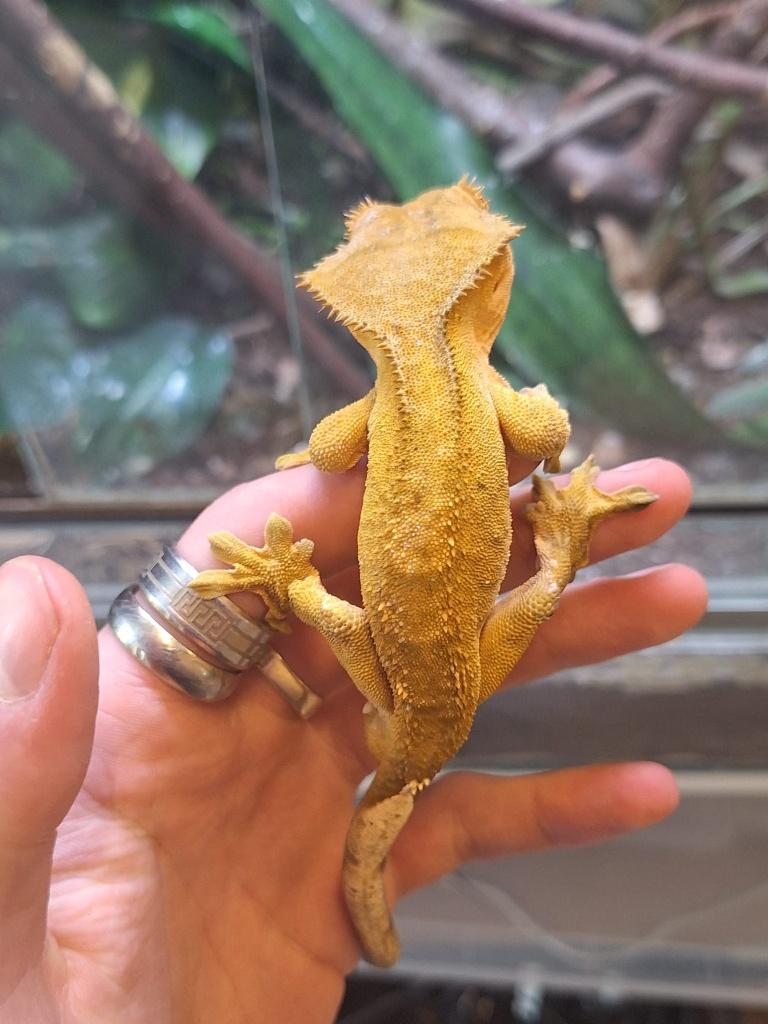 Wimpergekko's Adult Crested Gecko - female for sale from Antwan de Graaf