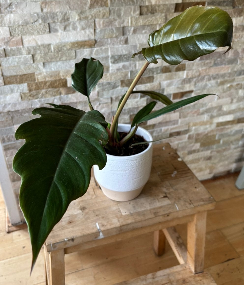 Philodendron Choco Empress in pot, Huis en Inrichting, Kamerplanten, Overige soorten, In pot, Minder dan 100 cm, Groene kamerplant