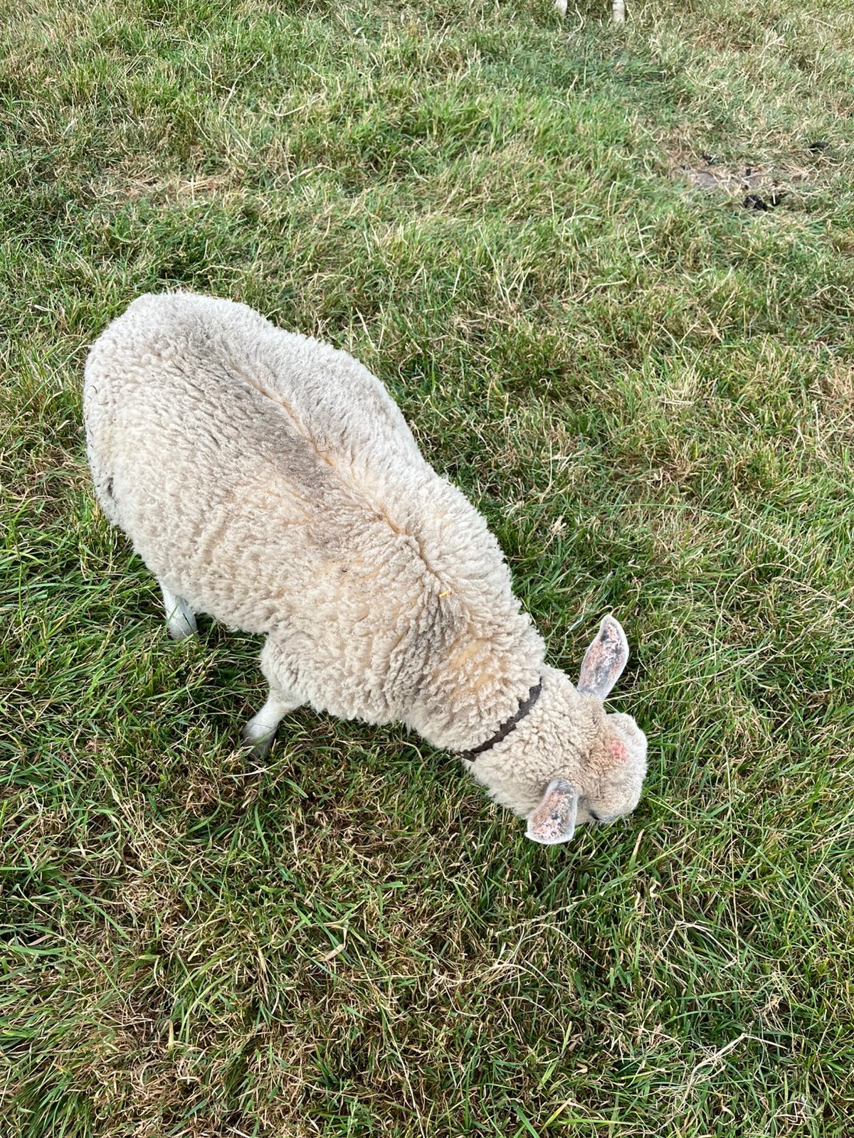 Mooi mak rammetje, Dieren en Toebehoren, Mannelijk, Schaap