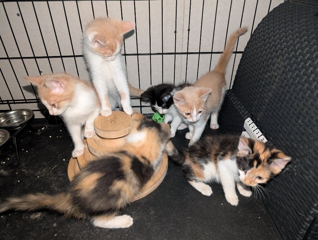 Kittens, Dieren en Toebehoren, Meerdere dieren, Ontwormd, 0 tot 2 jaar