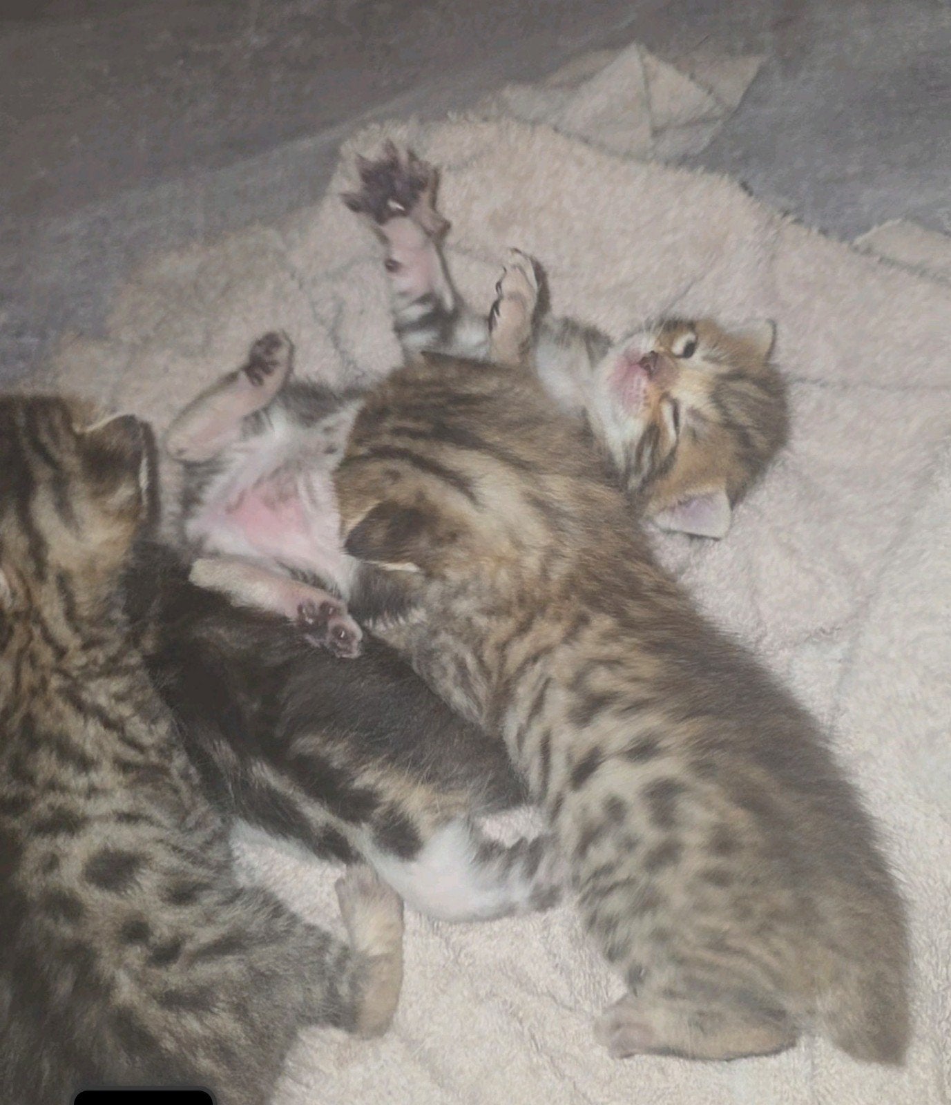 bengaal kittens, Meerdere dieren