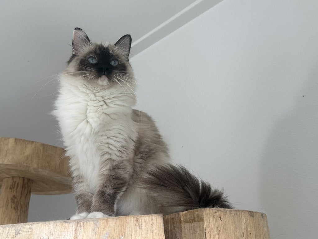 Ragdoll Seal Point mitted met Stamboom