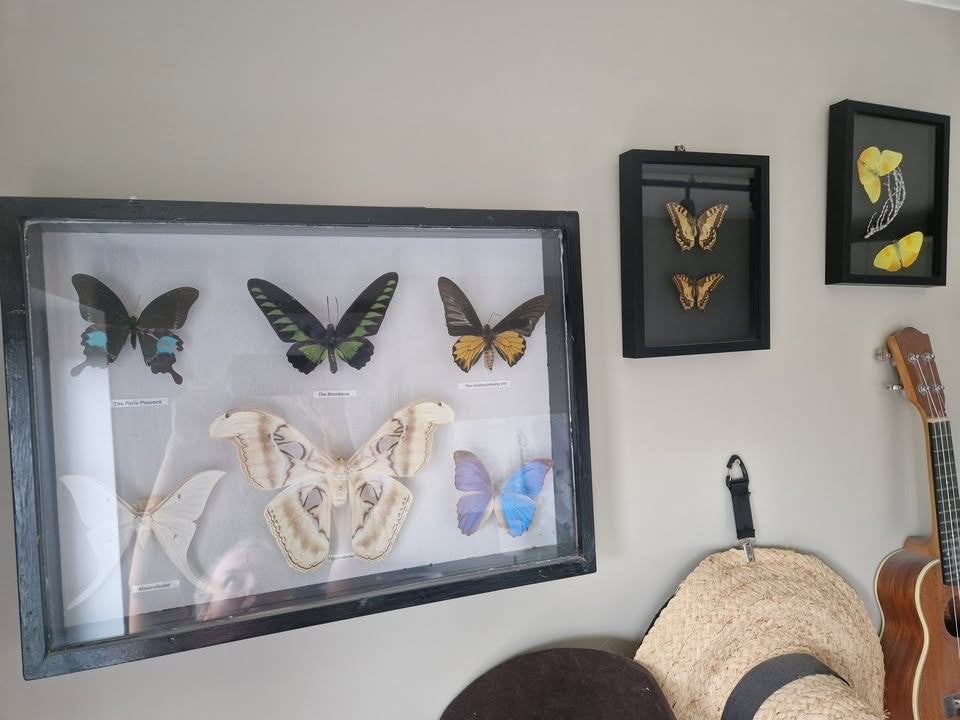 vlinders, Ophalen of Verzenden, Nieuw, Insect, Opgezet dier