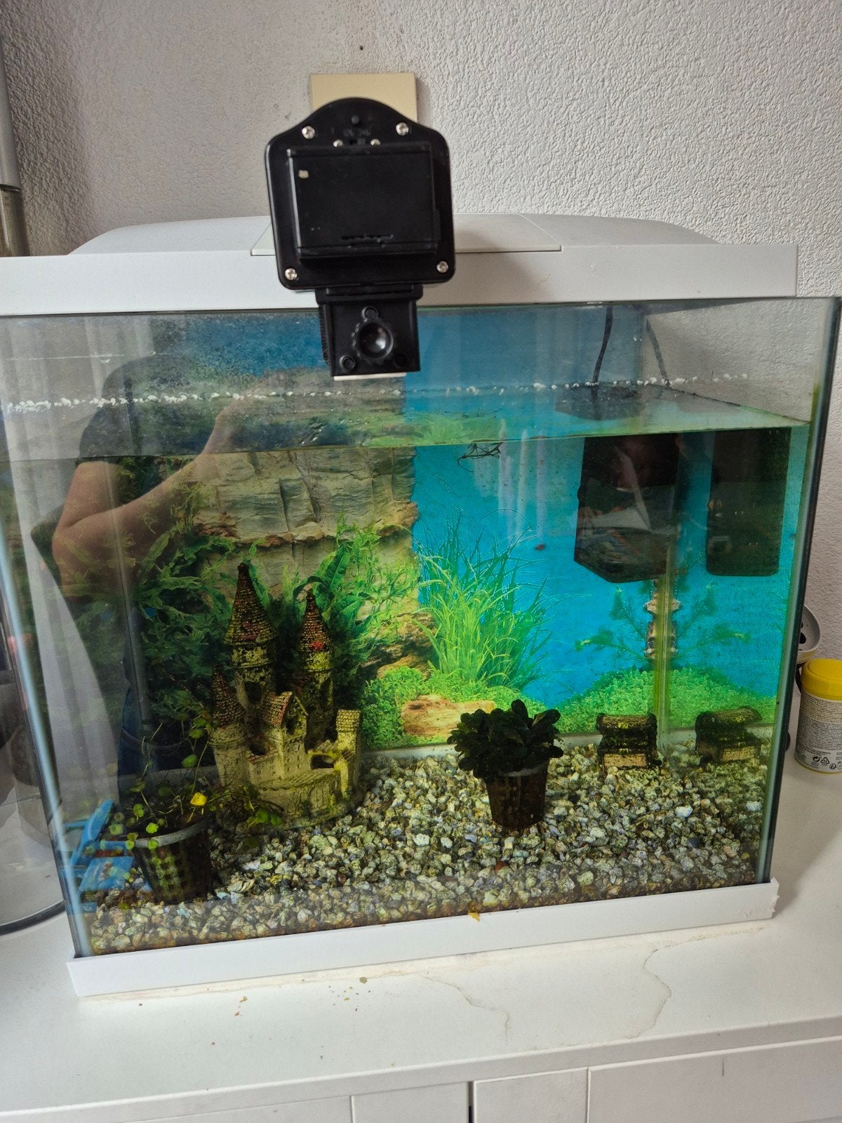 aquarium met benodigheden, Dieren en Toebehoren, Ophalen, Gebruikt, Gevuld zoetwateraquarium, Inclusief vissen