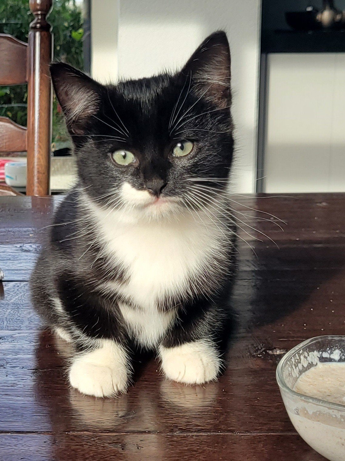 1 mooie kitten  zoekt een nieuw huis., Poes