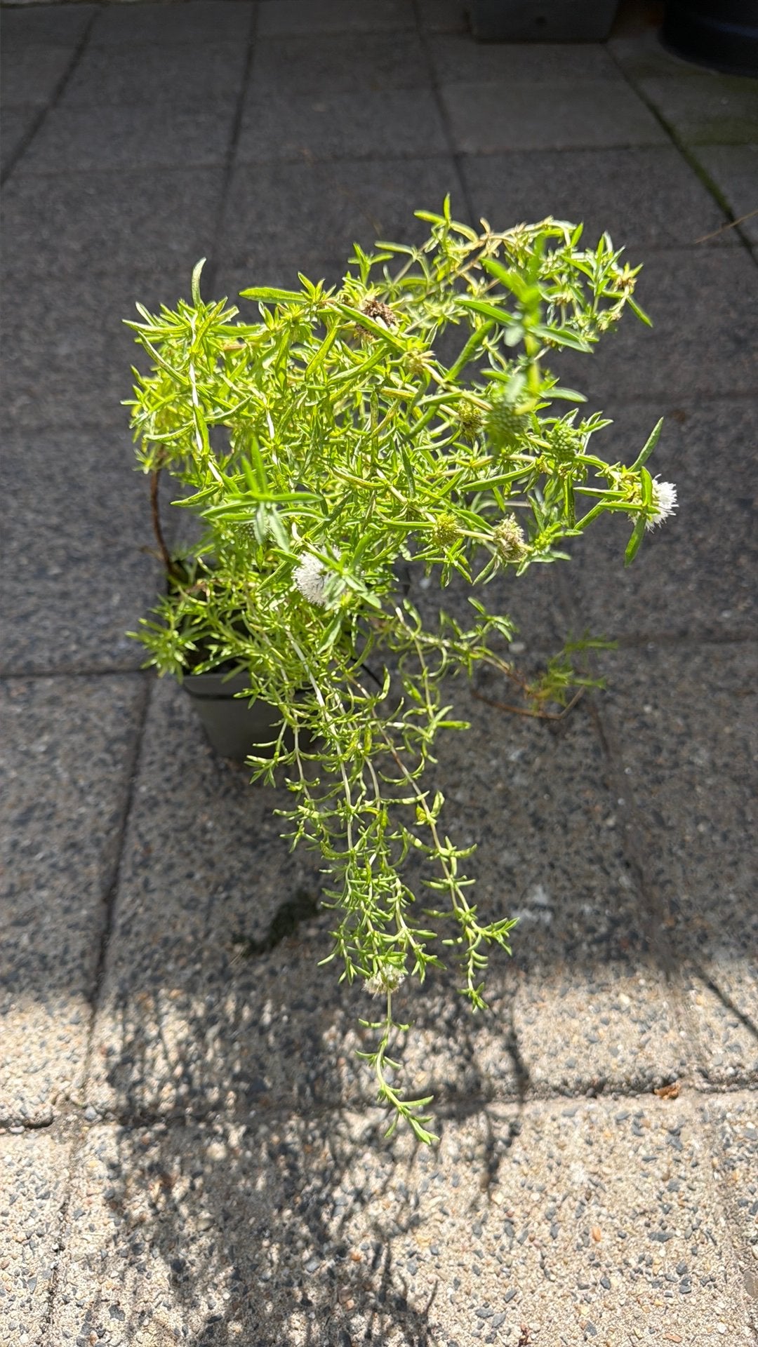 Vijverplanten, Ophalen