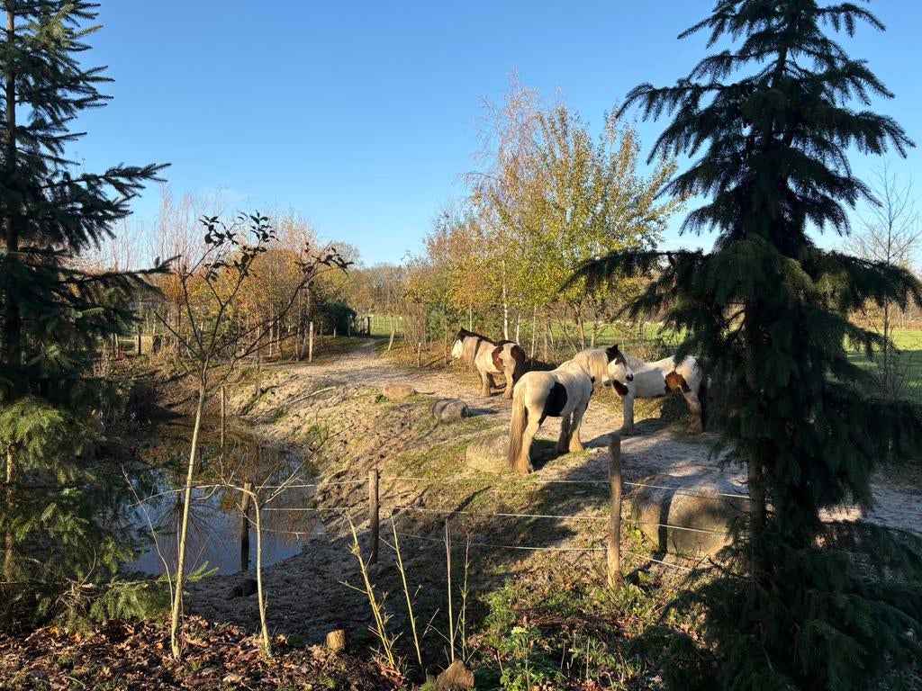 Privé Coachstal & Paddock Paradise | 24/7 Buiten |, Eén persoon