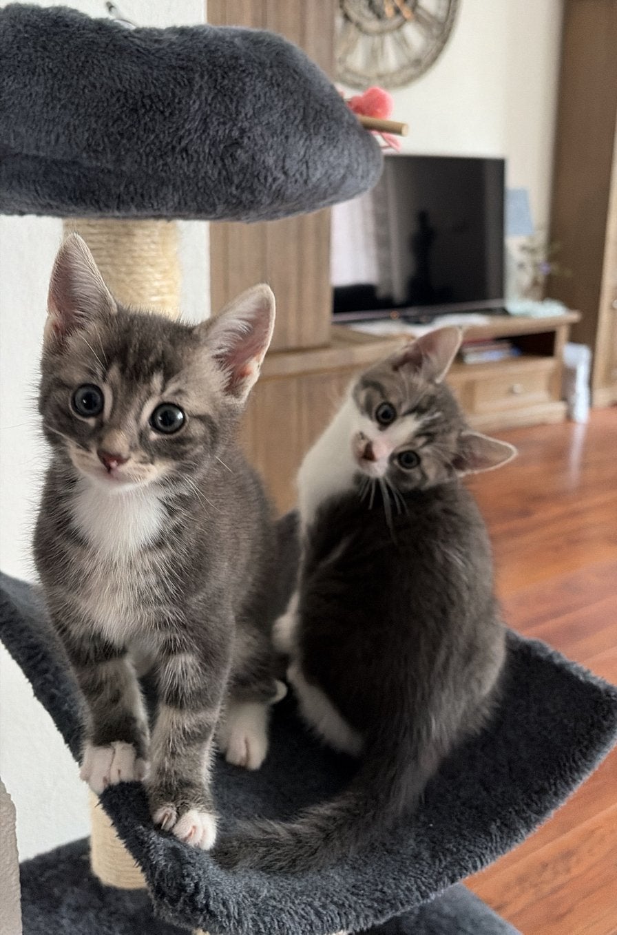 Twee europese korthaar kittens, Meerdere dieren