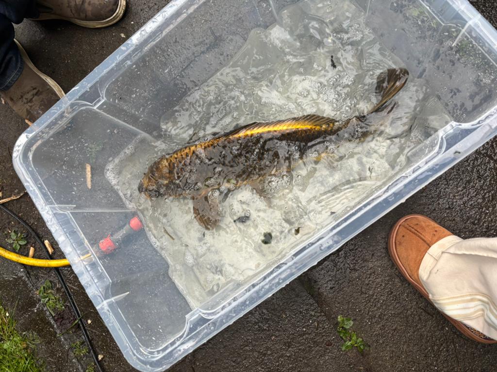 Mooie gezonde koi te koop, Dieren en Toebehoren, Vissen | Aquariumvissen, Vis