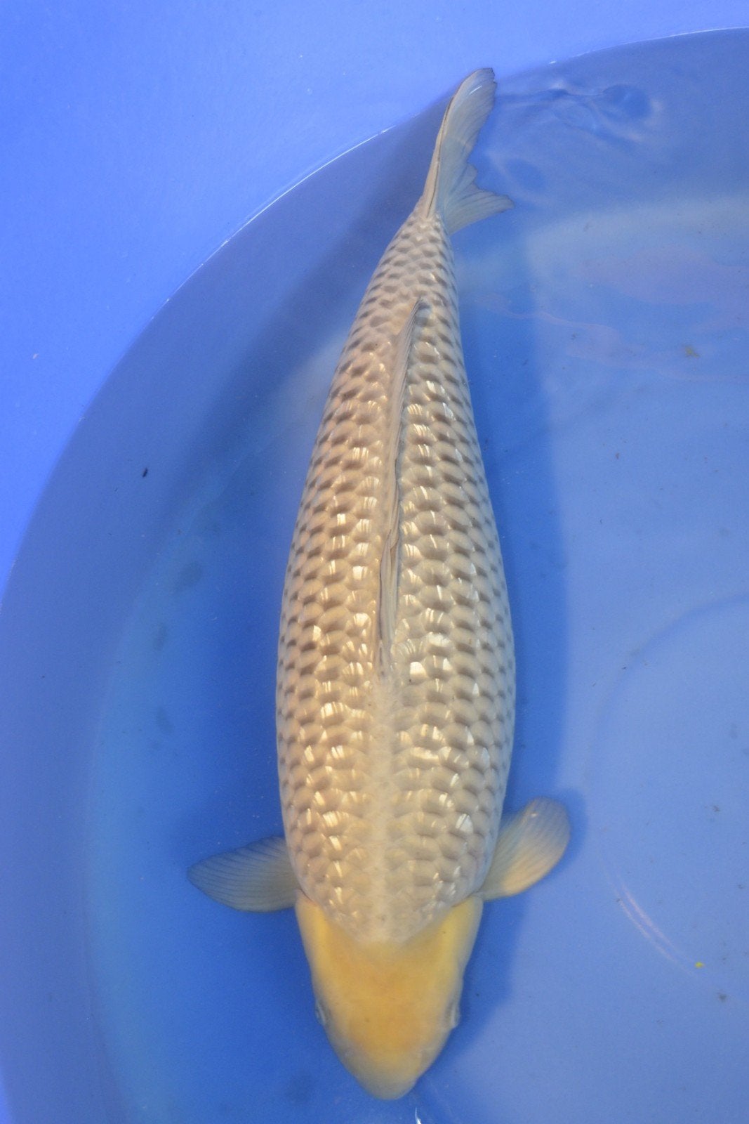 ginrin soragoi japanse koi, Dieren en Toebehoren, Karper of Koi