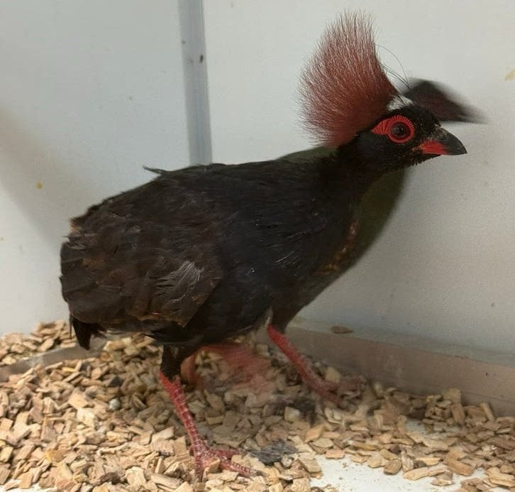 Roul roul - Rollulus rouloul, Dieren en Toebehoren, Meerdere dieren, Geringd
