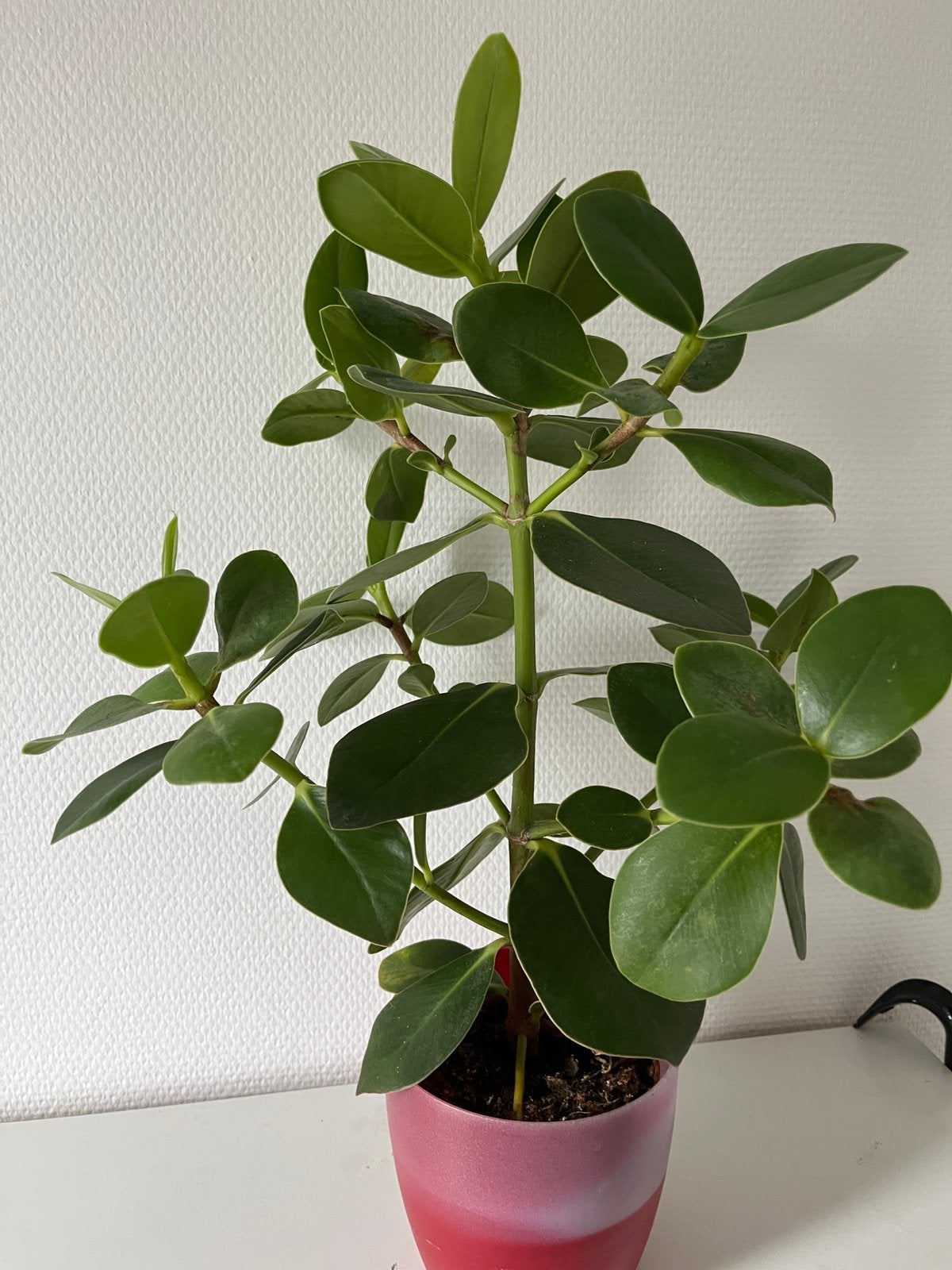 Clusia in pot, Overige soorten, In pot, Minder dan 100 cm, Groene kamerplant