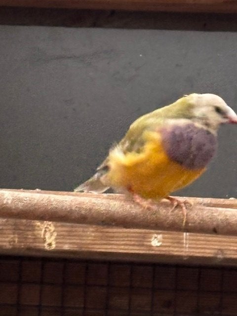 gouldamadines, Dieren en Toebehoren, Meerdere dieren, Tropenvogel