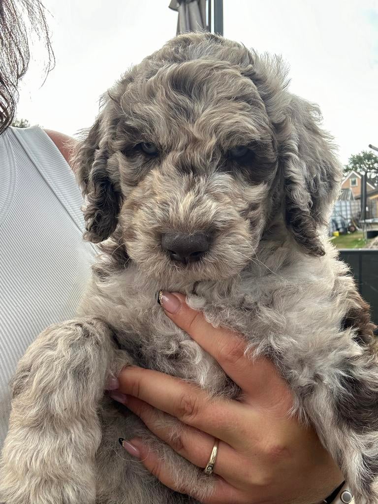 Gastgezinnen gezocht voor Goldendoodle pups, Dieren en Toebehoren, Honden | Retrievers, Spaniëls en Waterhonden, Parvo, Nederland