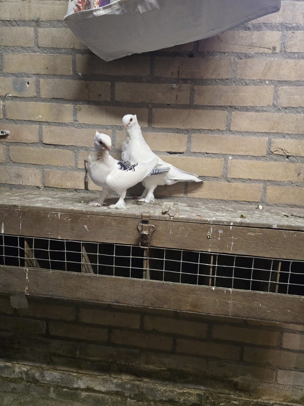 Koppel oosterse meeuwen, Dieren en Toebehoren, Vogels | Duiven, Meerdere dieren, Overige soorten
