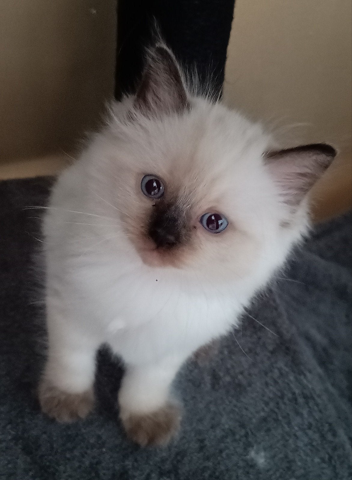 Ragdoll kitten, Kater, Ontwormd