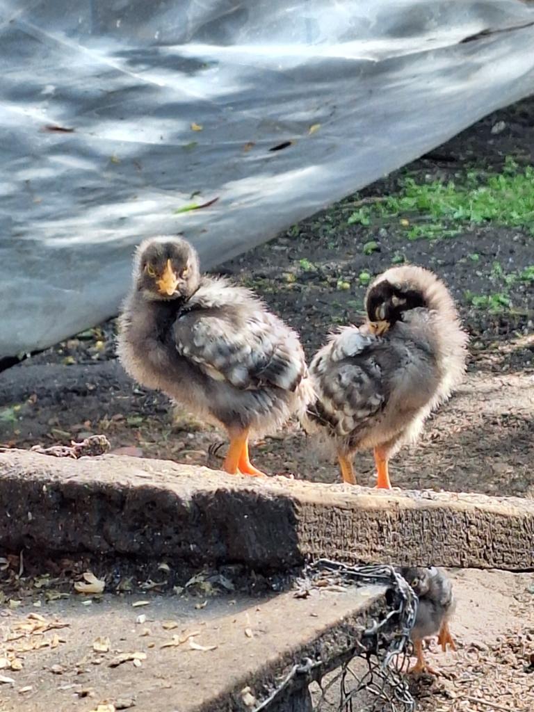 Amrock groot kuikentjes., Dieren en Toebehoren, Geslacht onbekend, Kip