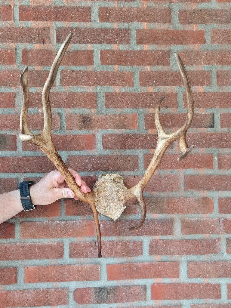 Rendiergewei 38cm | Origineel uit Noord - Lapland Zweden, Ophalen of Verzenden, Gebruikt, Natuurlijk materiaal