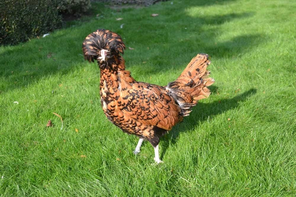 gezocht Padua / Baardkuifhoen hennen, Vrouwelijk, Kip