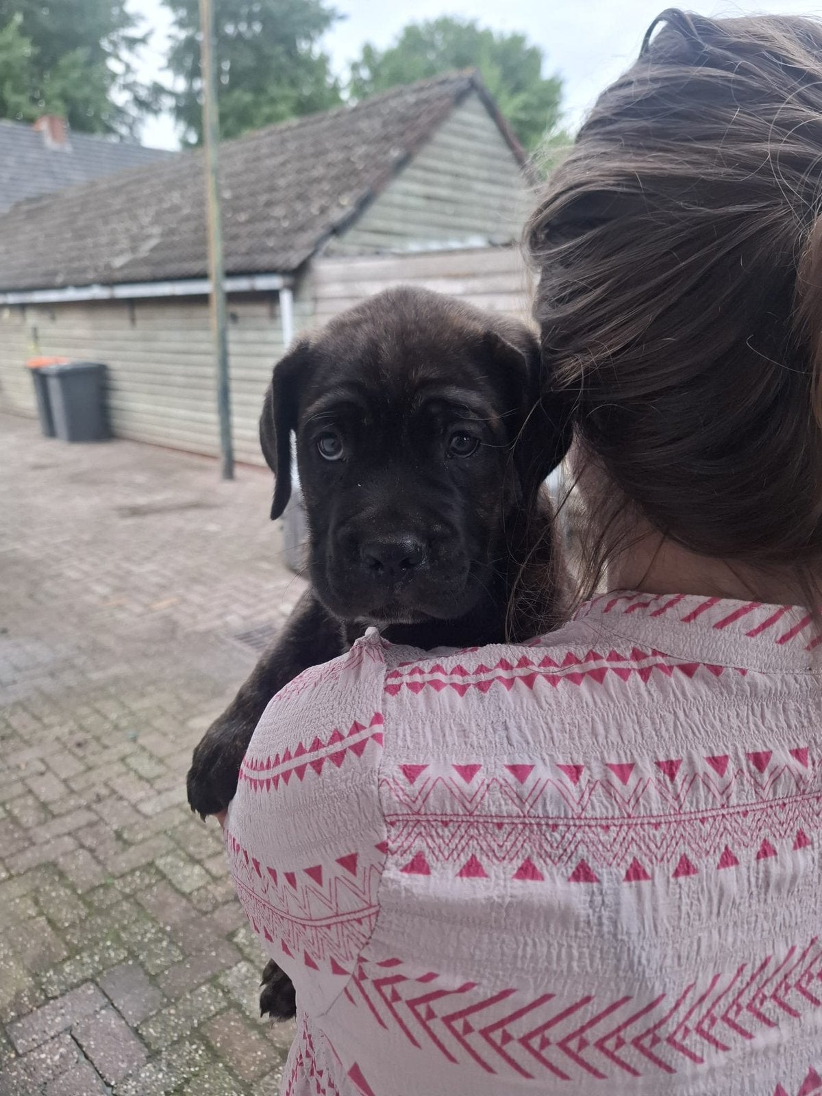Cane corso reutje bijna 8 week oud donderdag mag  hij weg 😊, Reu, 8 tot 15 weken, Groot, Eén hond
