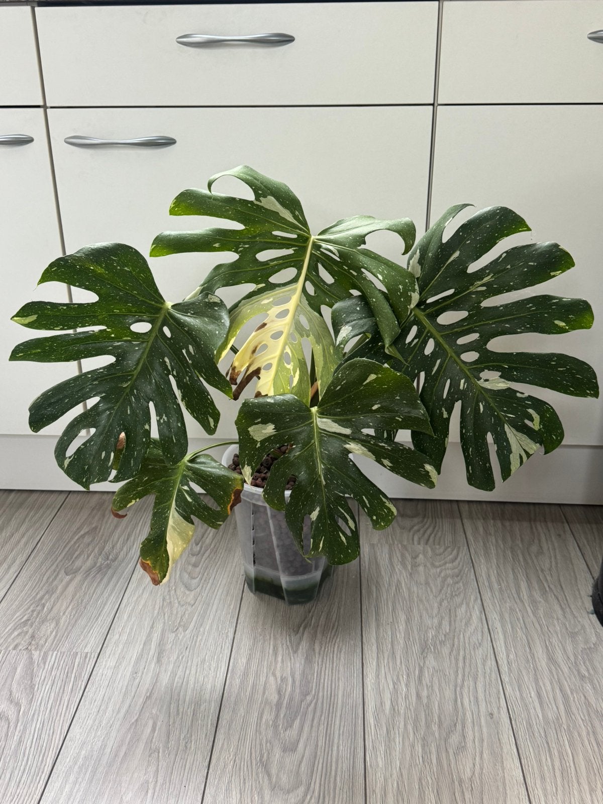 Monstera thai constellation M, Huis en Inrichting, Kamerplanten, Ophalen, Halfschaduw, Minder dan 100 cm