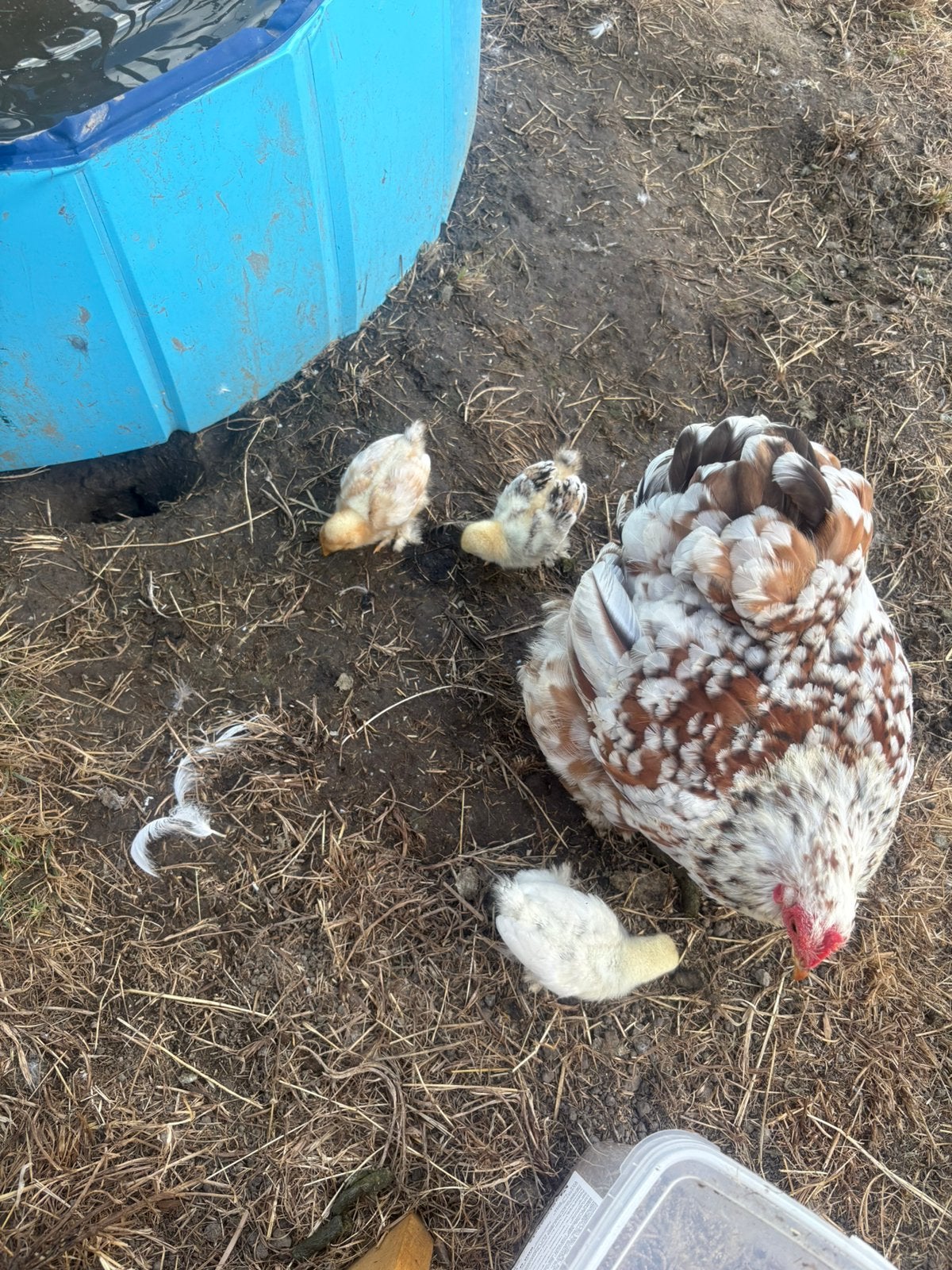 Cochin kriel kuikens, Geslacht onbekend, Kip