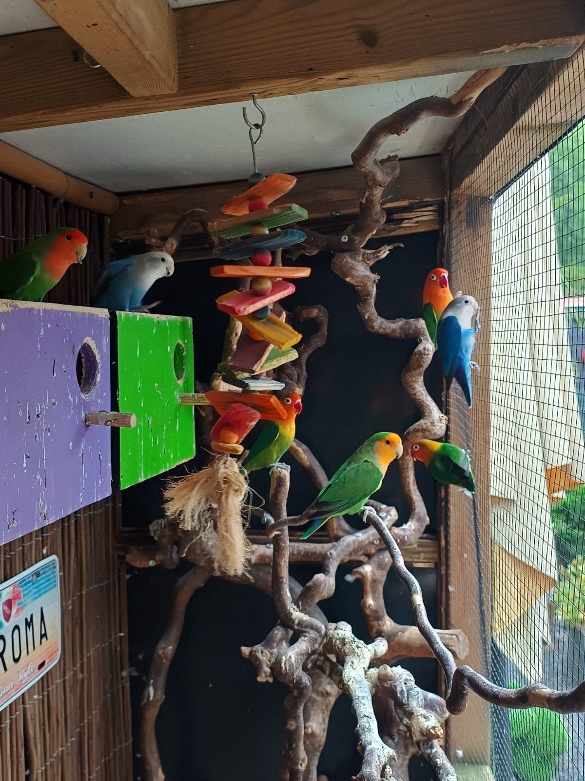 Groep van 7 prachtige Agapornissen wegens beëindigen hobby., Meerdere dieren, Dwergpapegaai of Agapornis