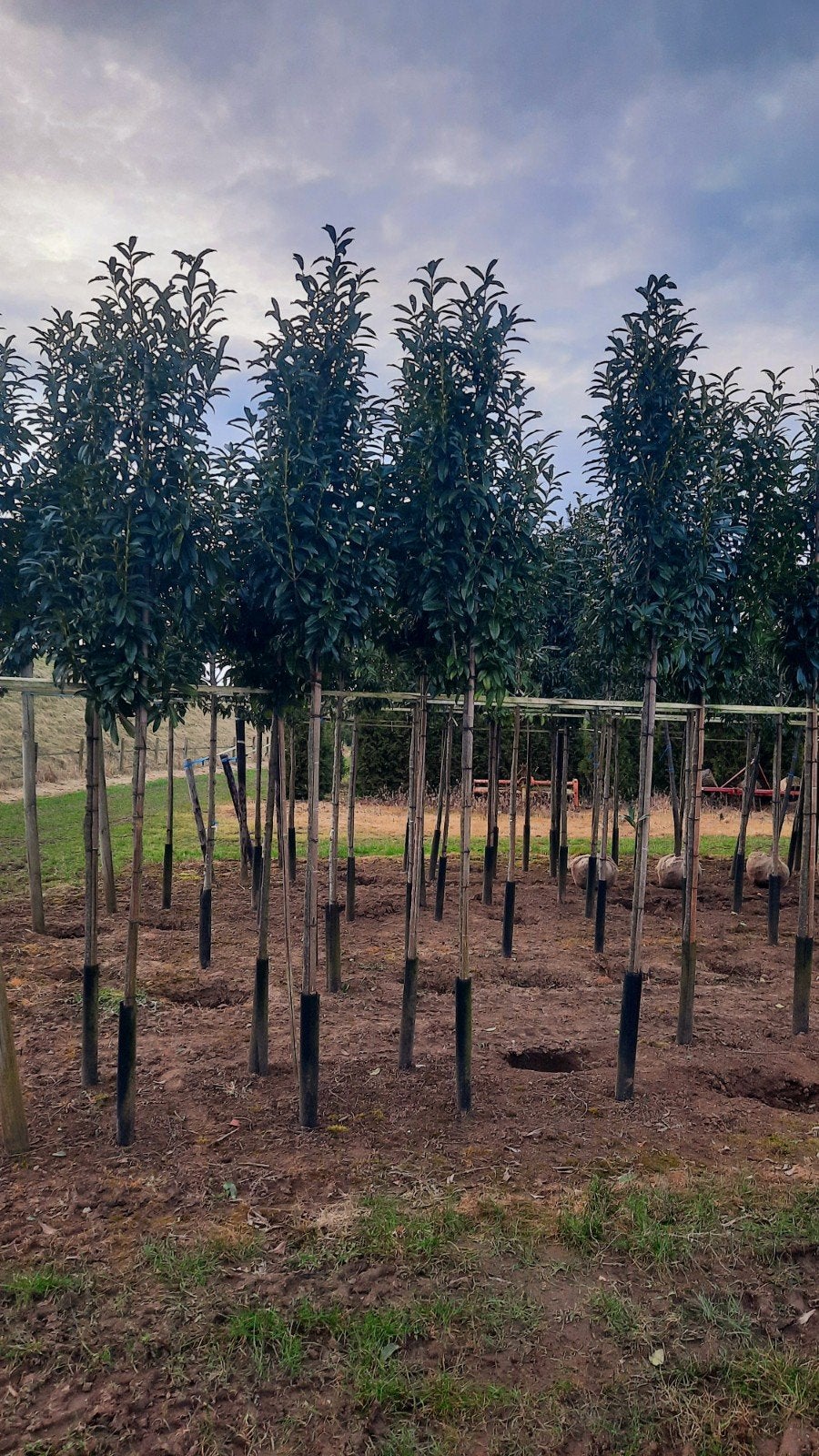prunus laurocerasus 'Genolia'🌿 Laurier wintergroen, Tuin en Terras, Planten | Bomen, Ophalen, Bloeit niet, Halfschaduw, Overige soorten