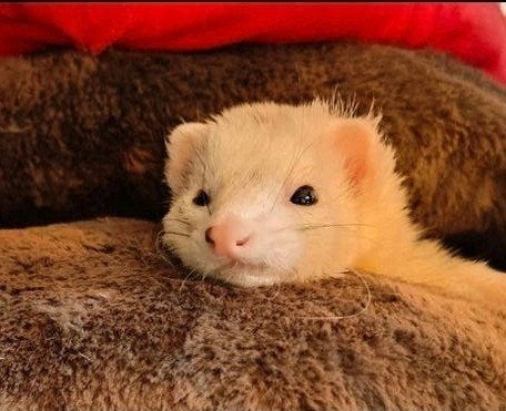 GEZOCHT: EEN LEUK VRIENDINNETJE VOOR OTTJE! 

Voor mijn, Juni, Vrouwelijk