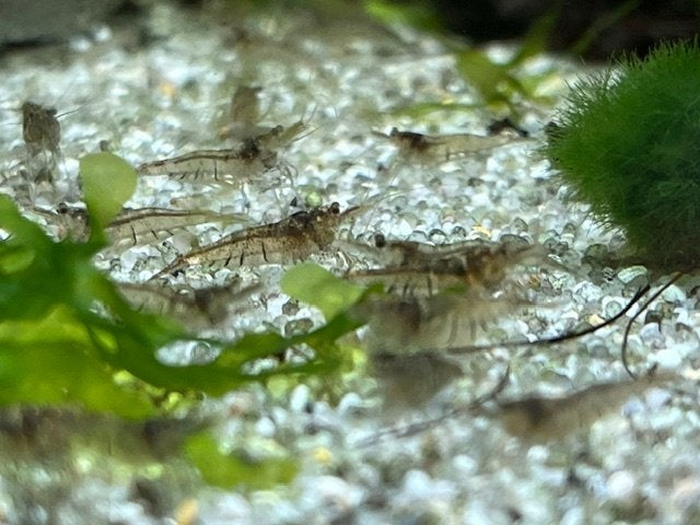 Kleine Garnalen, Dieren en Toebehoren, Kreeft, Krab of Garnaal, Zoetwatervis
