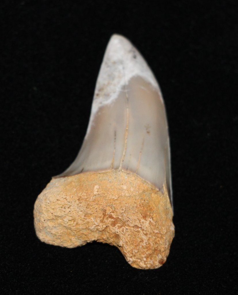 Isurus Planis, Ophalen of Verzenden, Fossiel