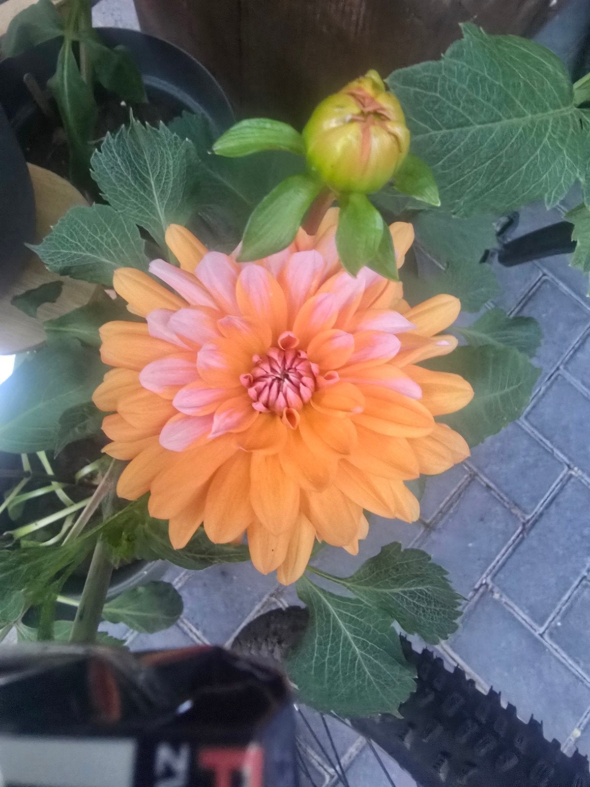 Dahlia Peaches and Vanilla tuinplant, Ophalen, Overige soorten