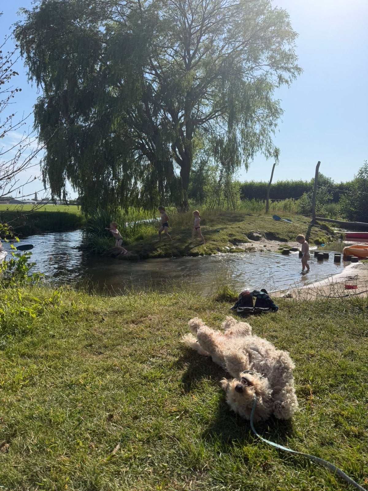 Jonge cockapoo/ labradoodle ter overname, 1 tot 2 jaar, Teef, Eén hond, CDV (hondenziekte)
